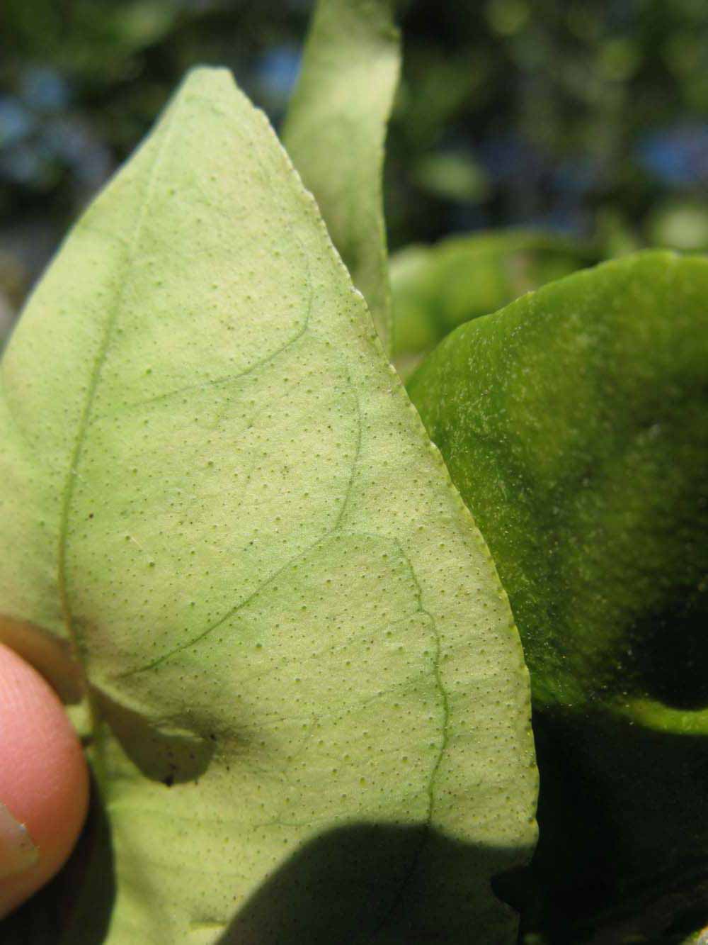              Margin (Winter Haven, FL)       